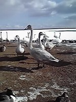 09-12-19_ウトナイ湖ハクチョウ.jpg