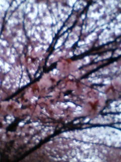 桜近影.jpg