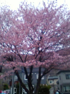 桜1本.jpg