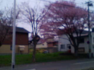 桜大画面.jpg